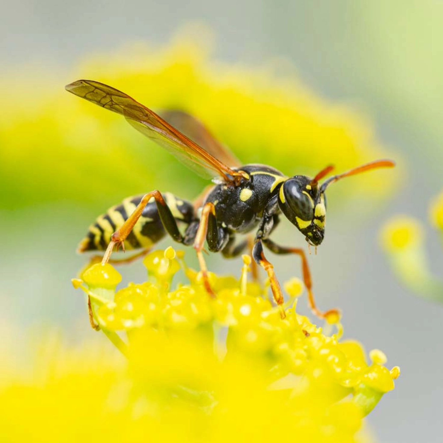 Eine Wespe auf einer gelben Blume