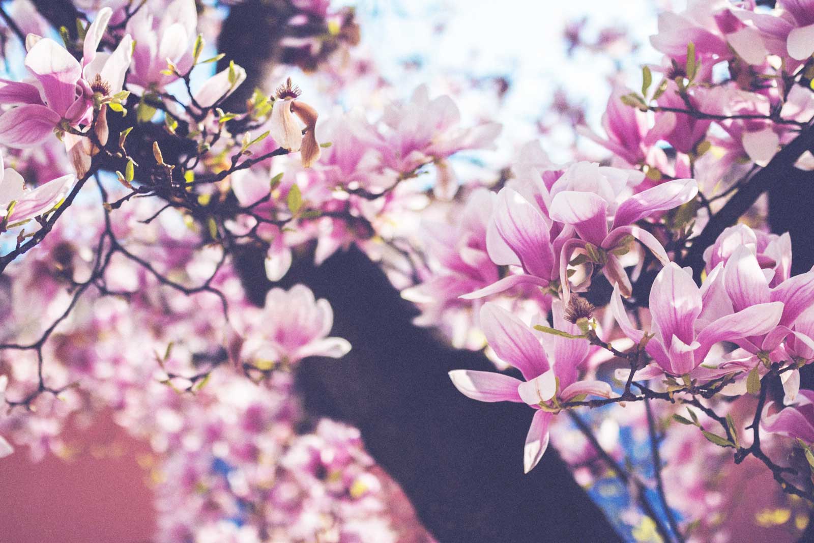 Kirschbaum in der Blütezeit